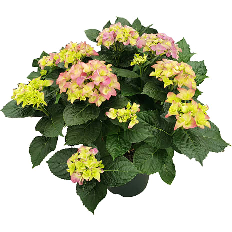 Hortensia Hydrangea Macrophylla 23 cm Potte