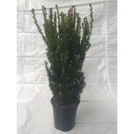 Taxus media Hillii 60-80 cm