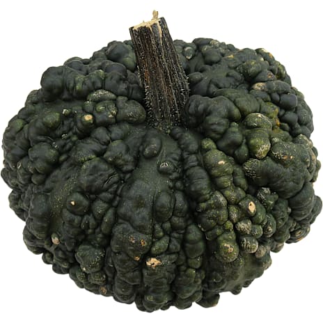 Pyntegræskar XXL Mix 20-35 cm