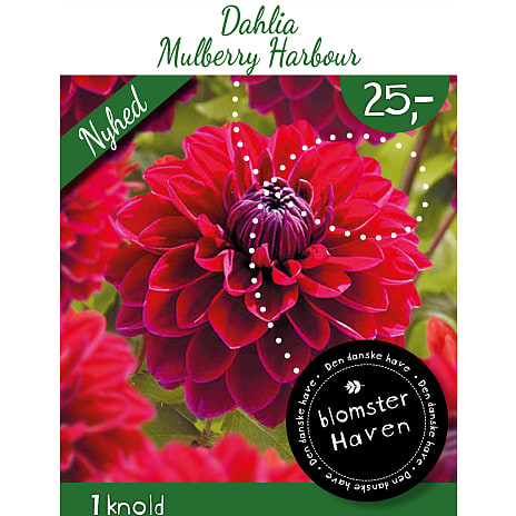 Blomsterhaven Dahlia Mulberry Harbour