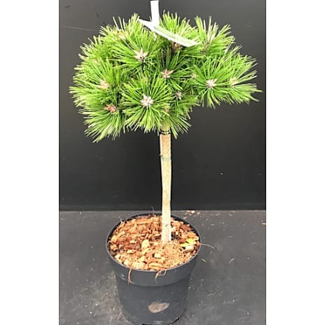 Pinus densiflora Opstammet 26 cm Potte