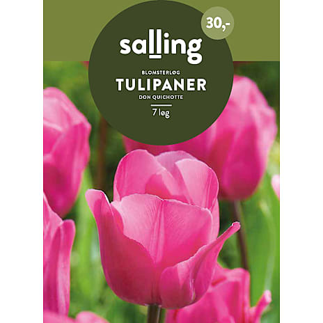 Salling Tulipaner Don Quichotte