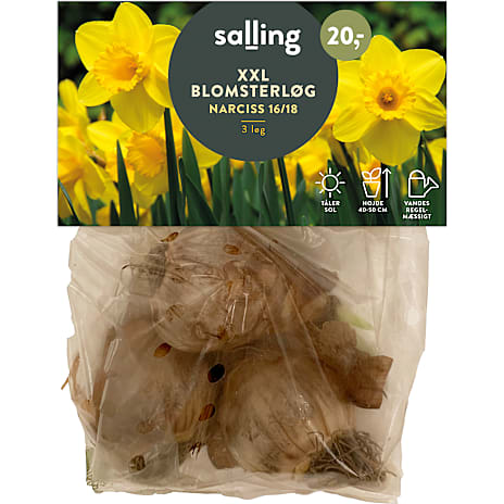 Salling Påskeliljer Narcissus