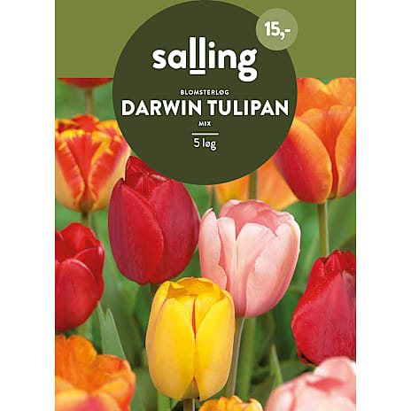 Salling Darwin Tulipaner Mix