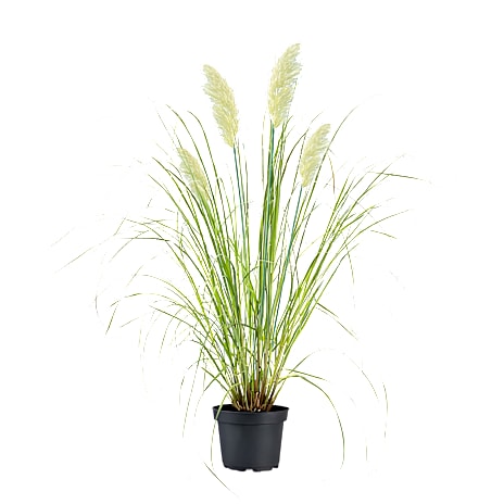 Andre Mærker Pampasgræs Cortaderia Pumilla - 28 cm potte 1 stk.