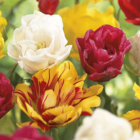 Blomsterhaven Tulipaner Mix