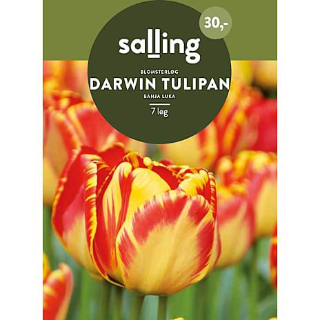 Salling Darwin Tulipaner Banja Luka