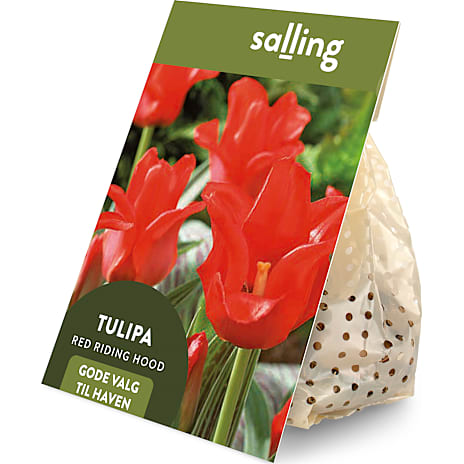 Salling Blomsterløg Tulipaner Red Riding Hood 7 løg