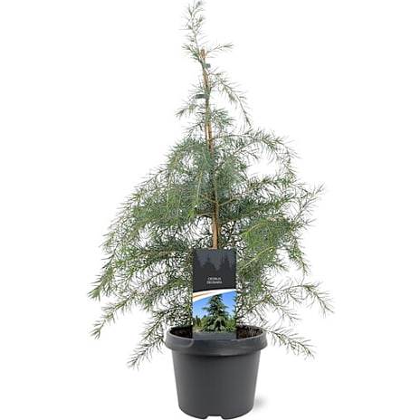 Andre Mærker Himalayaceder - Cedrus deodara blue, 19 cm potte 1 stk.