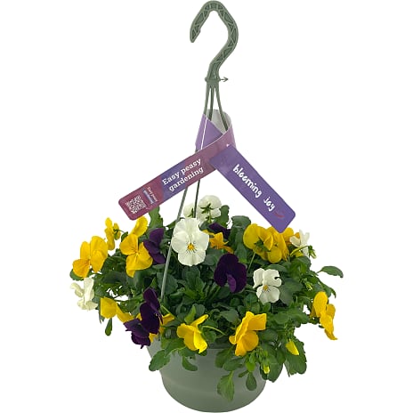 Stedmoderblomst Viola 27 cm Potte