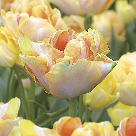 Blomsterhaven Tulipaner