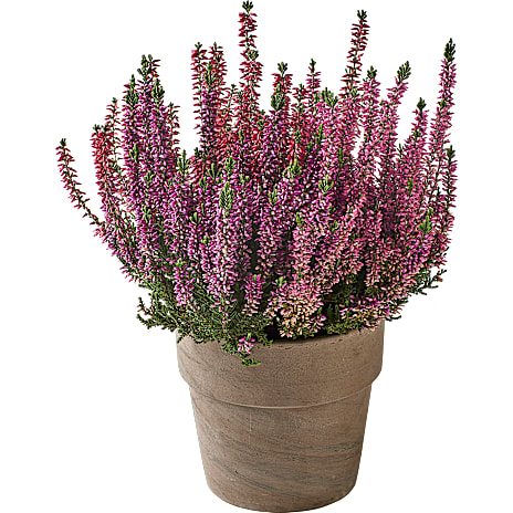 Lyng Calluna Beauty Ladies Trio