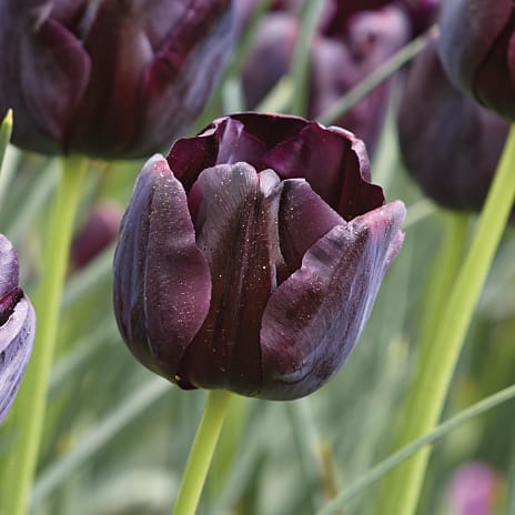 Claus Dalby Tulipaner Paul Scherer