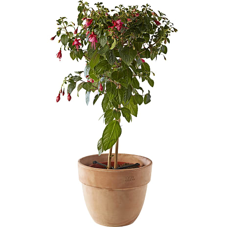 Fuchsia