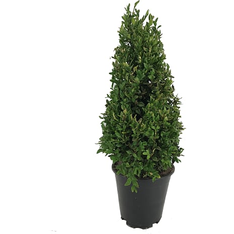 Buksbom Pyramide Buxus sempervirens 23 cm Potte