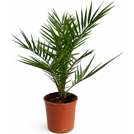 Andre Mærker Fønikspalme Phoenix canariensis 1 stk.