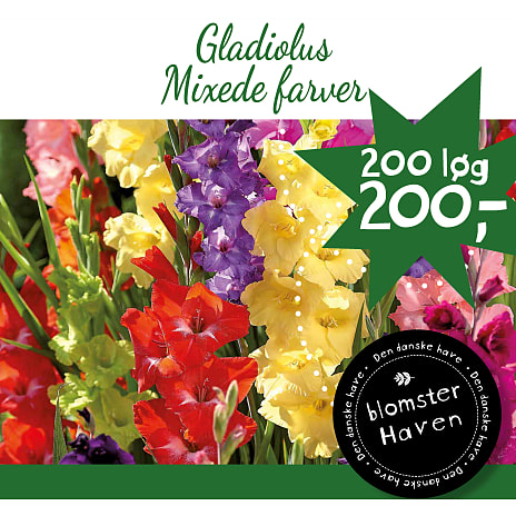 Blomsterhaven Gladiolus Grandiflora Mix Crate