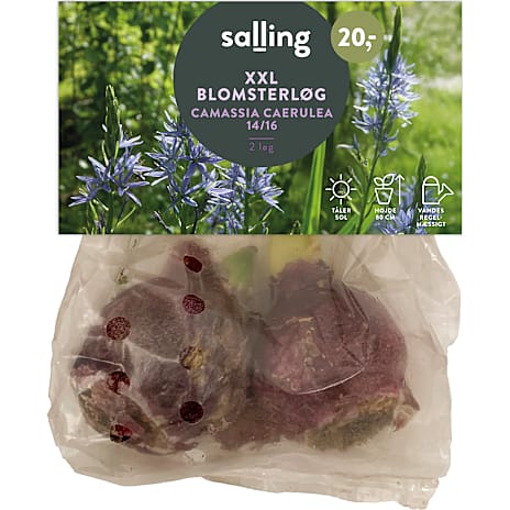 Salling Camassia caerulea