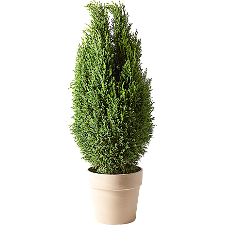 Ædelcypres Chamaecyparis Ellwoodii 19 cm Potte