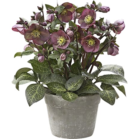 Påskeklokke Helleborus Orientalis