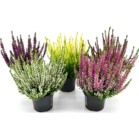 Calluna Lyng 9,5 cm Potte