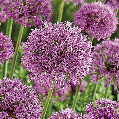 Blomsterhaven Allium Purple