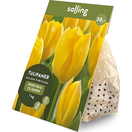 Salling Blomsterløg Tulipaner Golden Purissima 7 løg