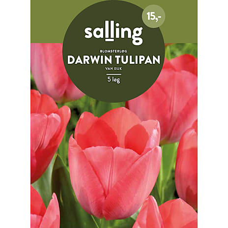Salling Blomsterløg Darwin Tulipan