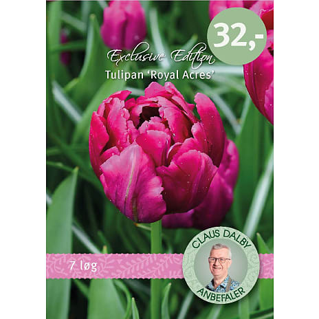 Claus Dalby Tulipaner Royal Acres