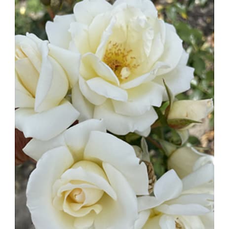 Aarhus Rosen Barrodet Haverose