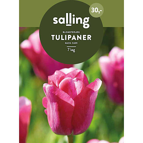 Salling Tulipaner Mata Hari