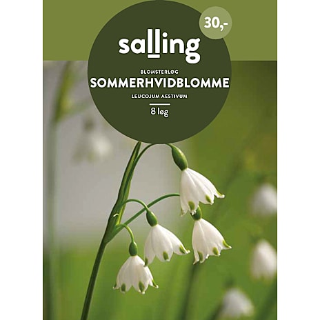 Salling Sommerhvidblomme Leucojum Aestivum