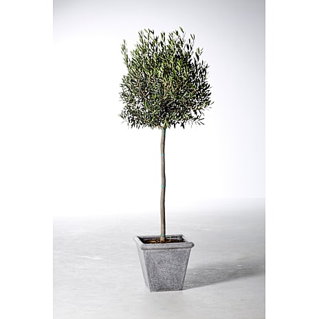 Oliventræ - Olea europaea