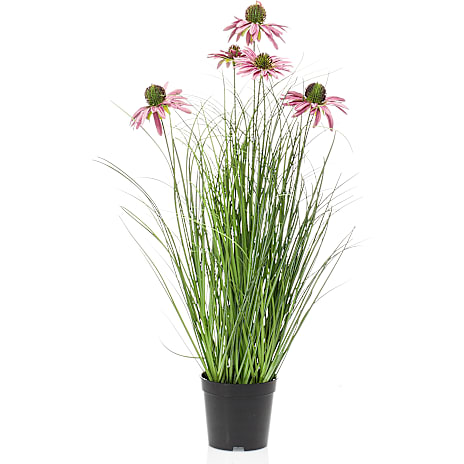 Andre Mærker Rudbeckia græs i potte- lilla 1 stk.