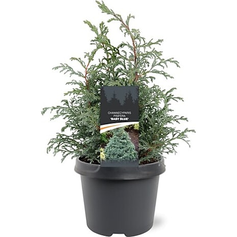 Noviflora Dværgcypres Chamaecyparis pisifera 19 cm Potte