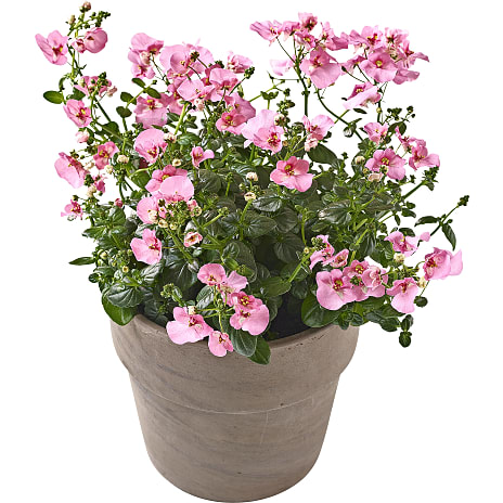 Diascia