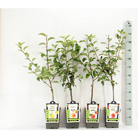 Dværg Frugttræ Patio 23 cm Potte