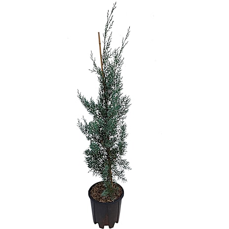 Cypres Cupressus arizonica Fastigiata Glauca