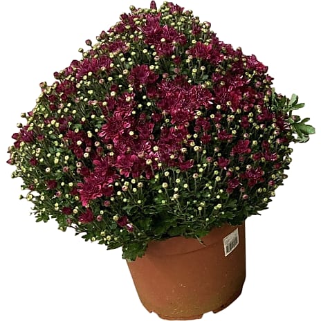 Havechrysanthemum 26 cm Potte