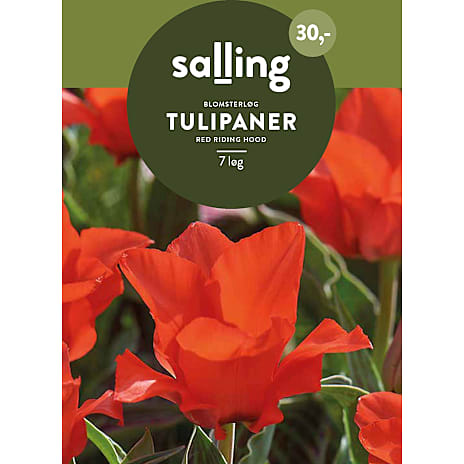 Salling Tulipaner Red Riding Hood