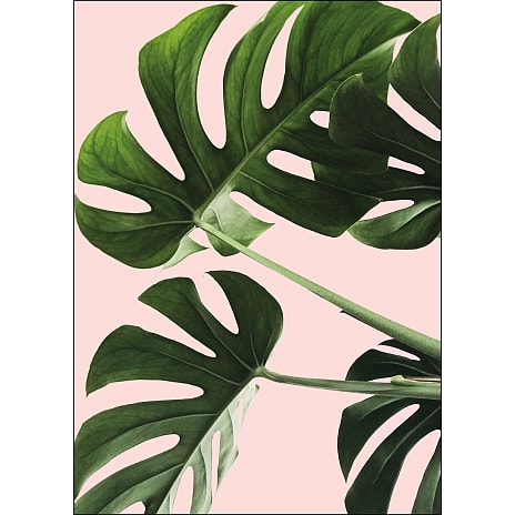 Citatplakat Monsteras in pink