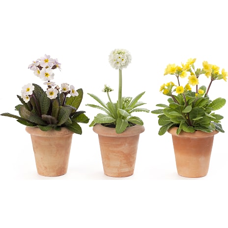 Primula Veris
