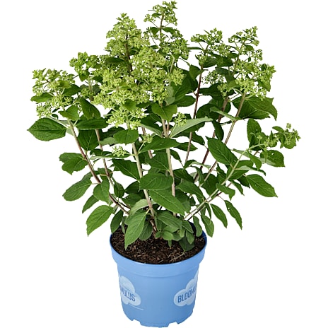 Syrenhortensia Bloomulus Hydrangea paniculata 23 cm Potte