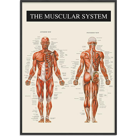 Citatplakat Muskulatur - 50x70 cm 1 stk.
