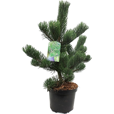 Bjergfyr Pinus mugo Oregon Green 30 cm Potte