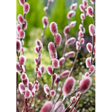 Pil Salix Mount Aso Opstammet 60 cm, 19 cm Potte