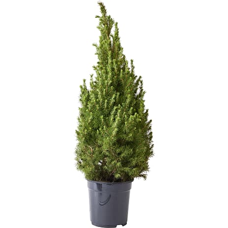 Sukkertopgran Picea glauca Conica 19 cm Potte