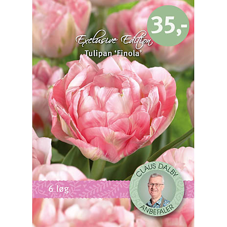 Claus Dalby Tulipaner Finola