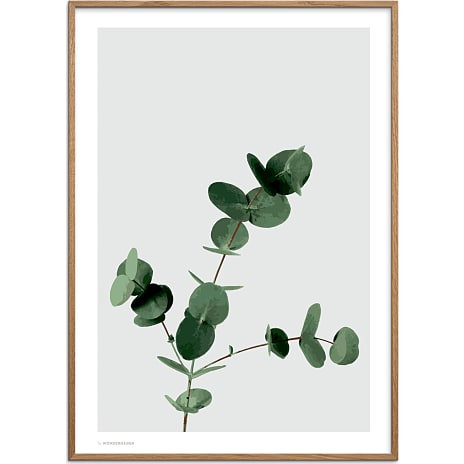 Citatplakat Eucalyptus - 50x70 cm 1 stk.