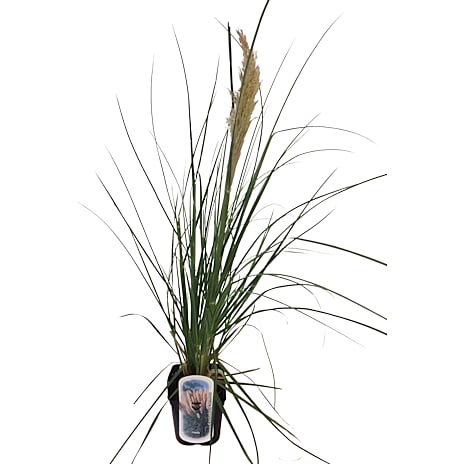 Pampasgræs Cortaderia selloana 19 cm Potte